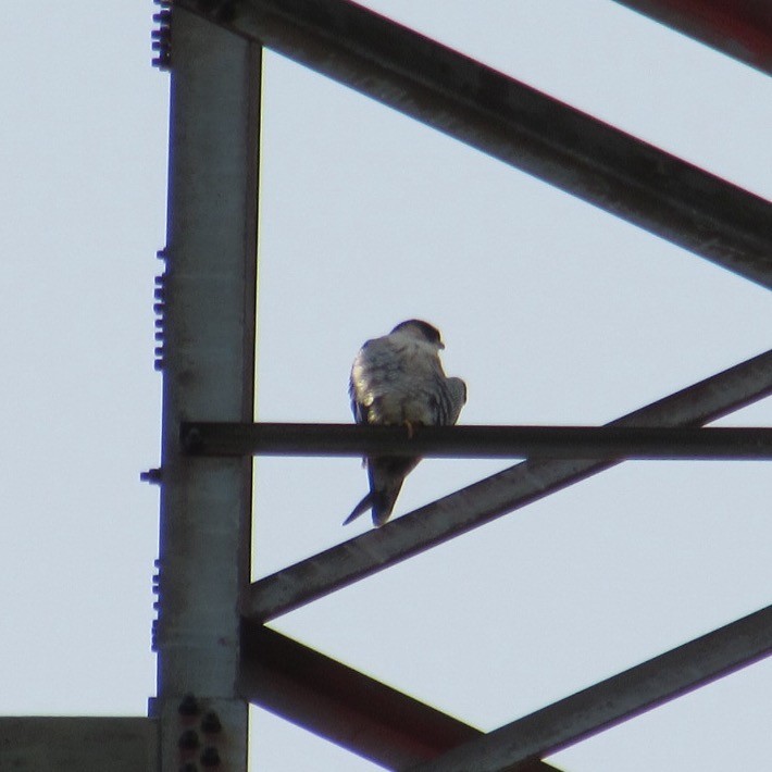 Peregrine Falcon - ML645212943