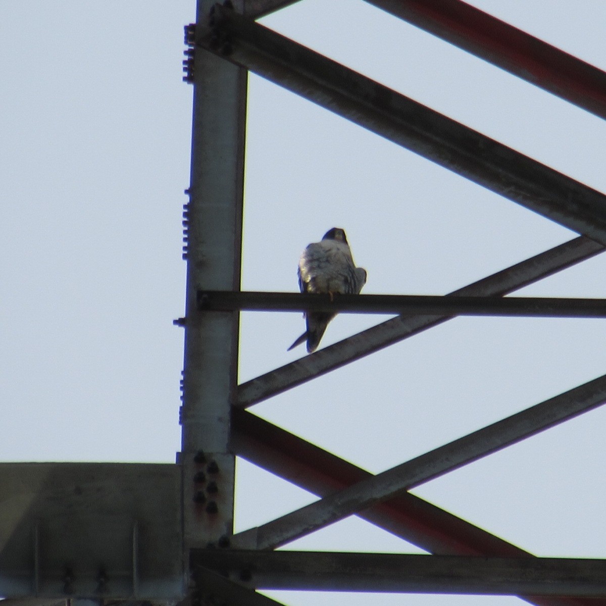 Peregrine Falcon - ML645212944