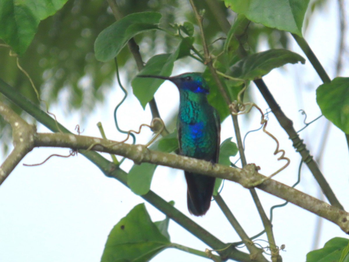 Колібрі синьочеревий - ML645212947