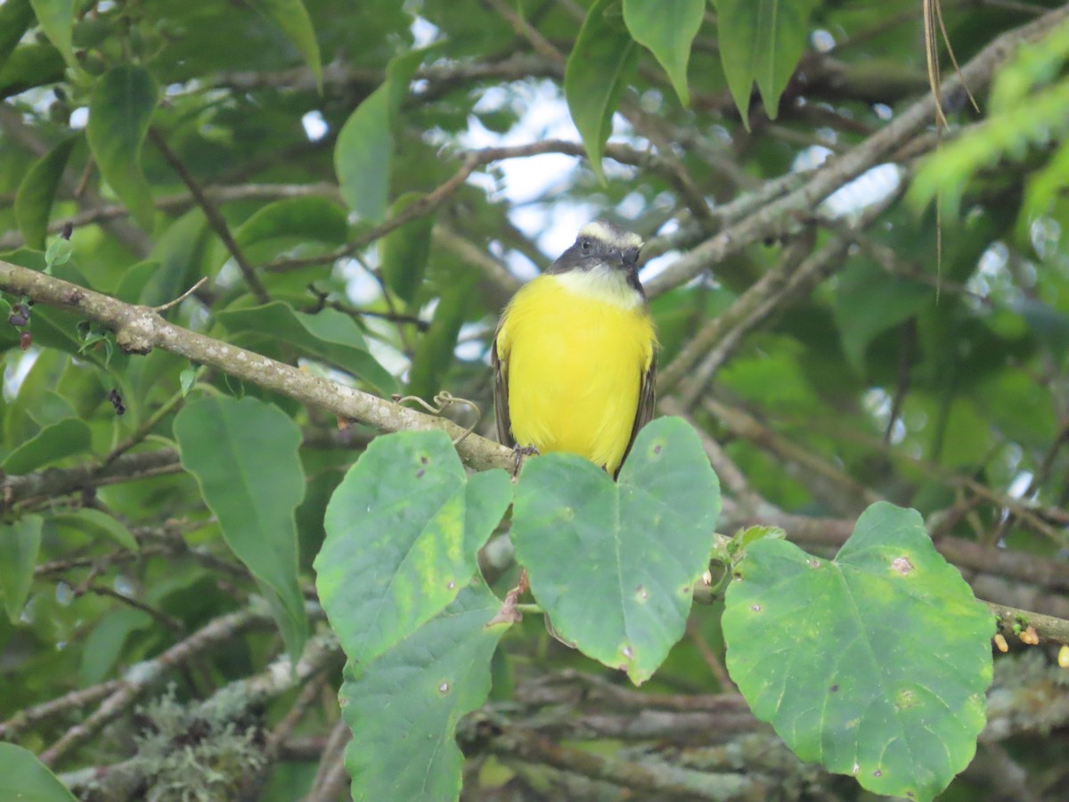 Sosyal Tiran - ML645212956