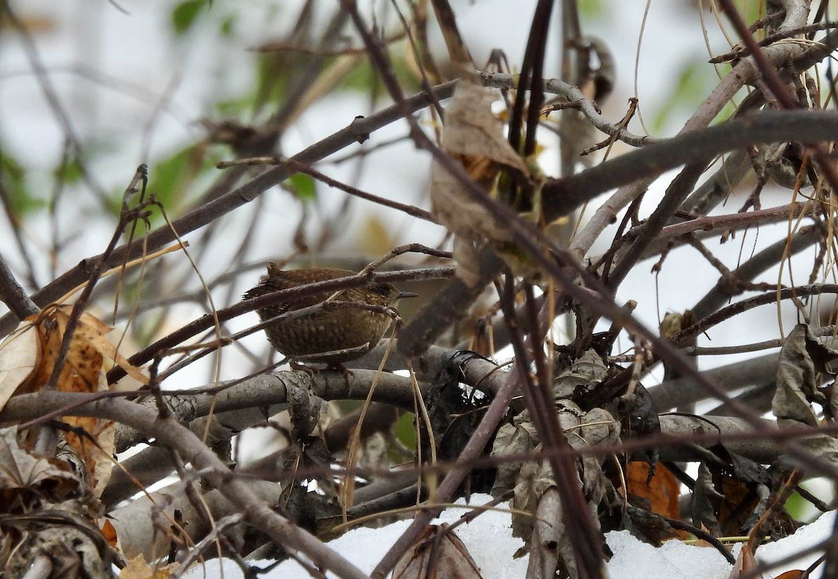 Winter Wren - ML645212969
