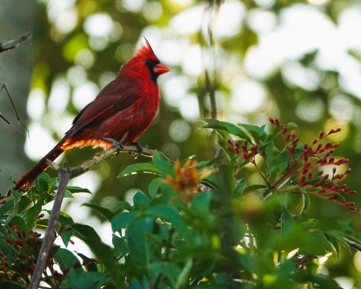 Красный кардинал - ML645212970