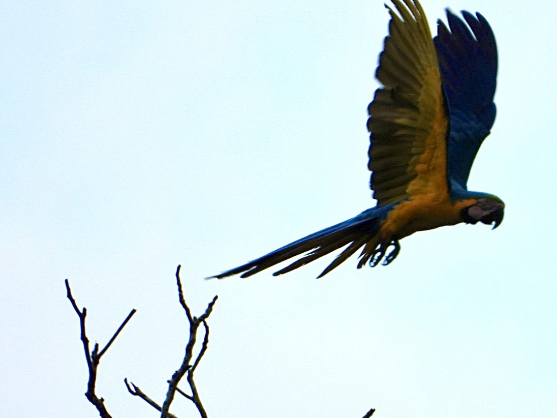 Blue-and-yellow Macaw - ML645212979