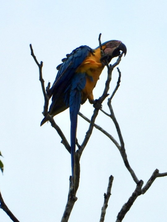 Blue-and-yellow Macaw - ML645212980
