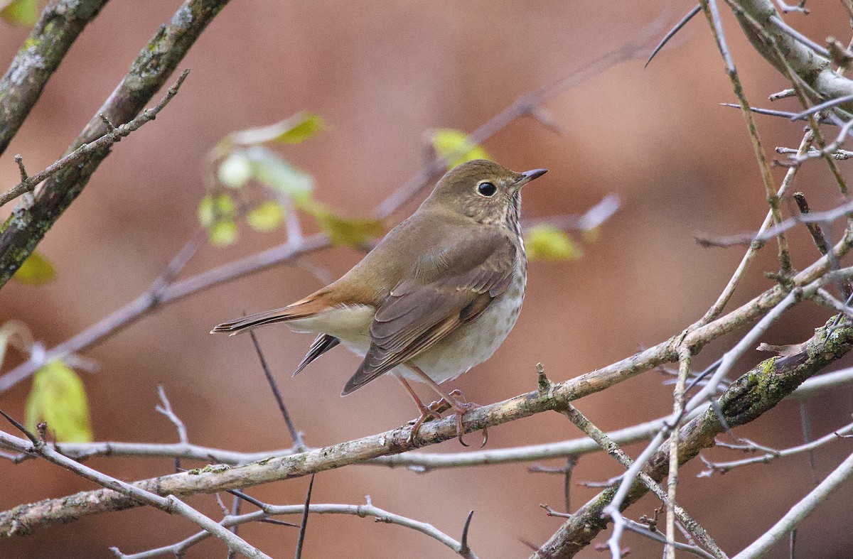 Hermit Thrush - ML645212985