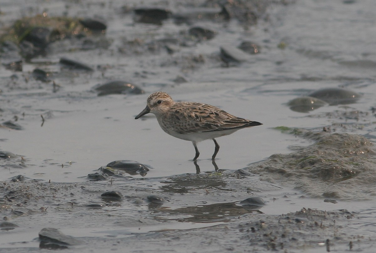 Semipalmated Sandpiper - ML645213026