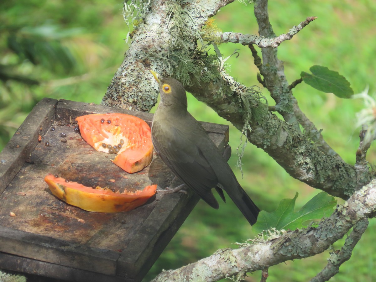 Spectacled Thrush - ML645213027