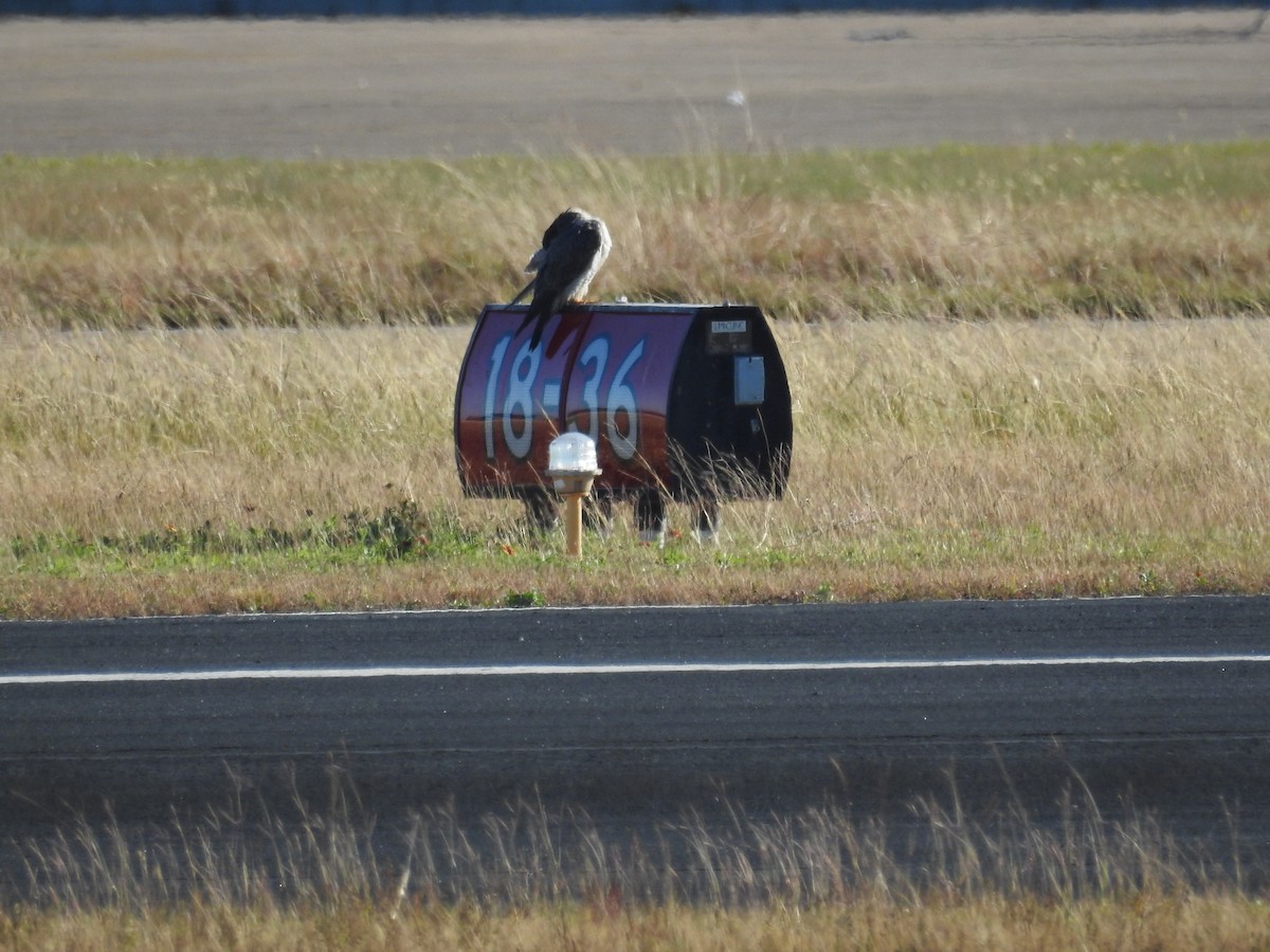 Peregrine Falcon - ML645213029