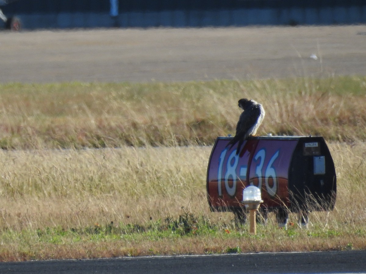 Peregrine Falcon - ML645213042