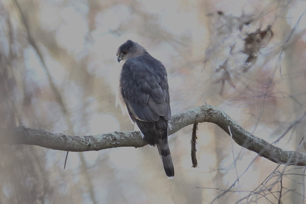 Cooper's Hawk - ML645213046