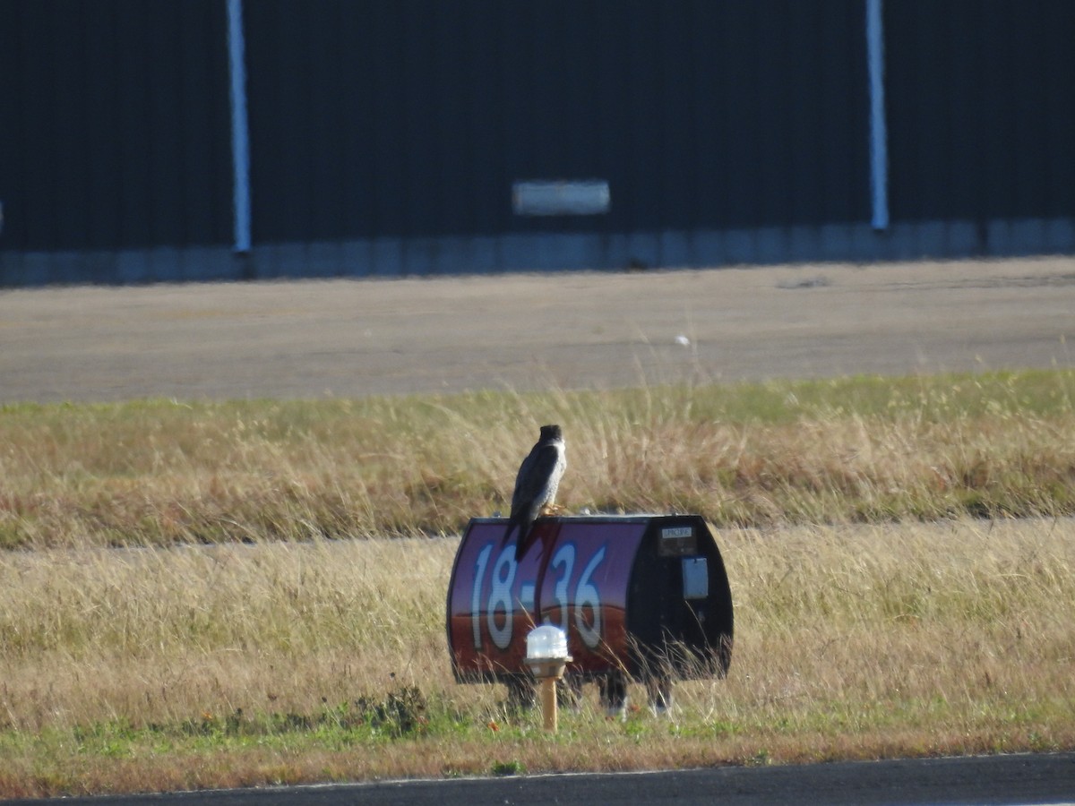 Peregrine Falcon - ML645213048