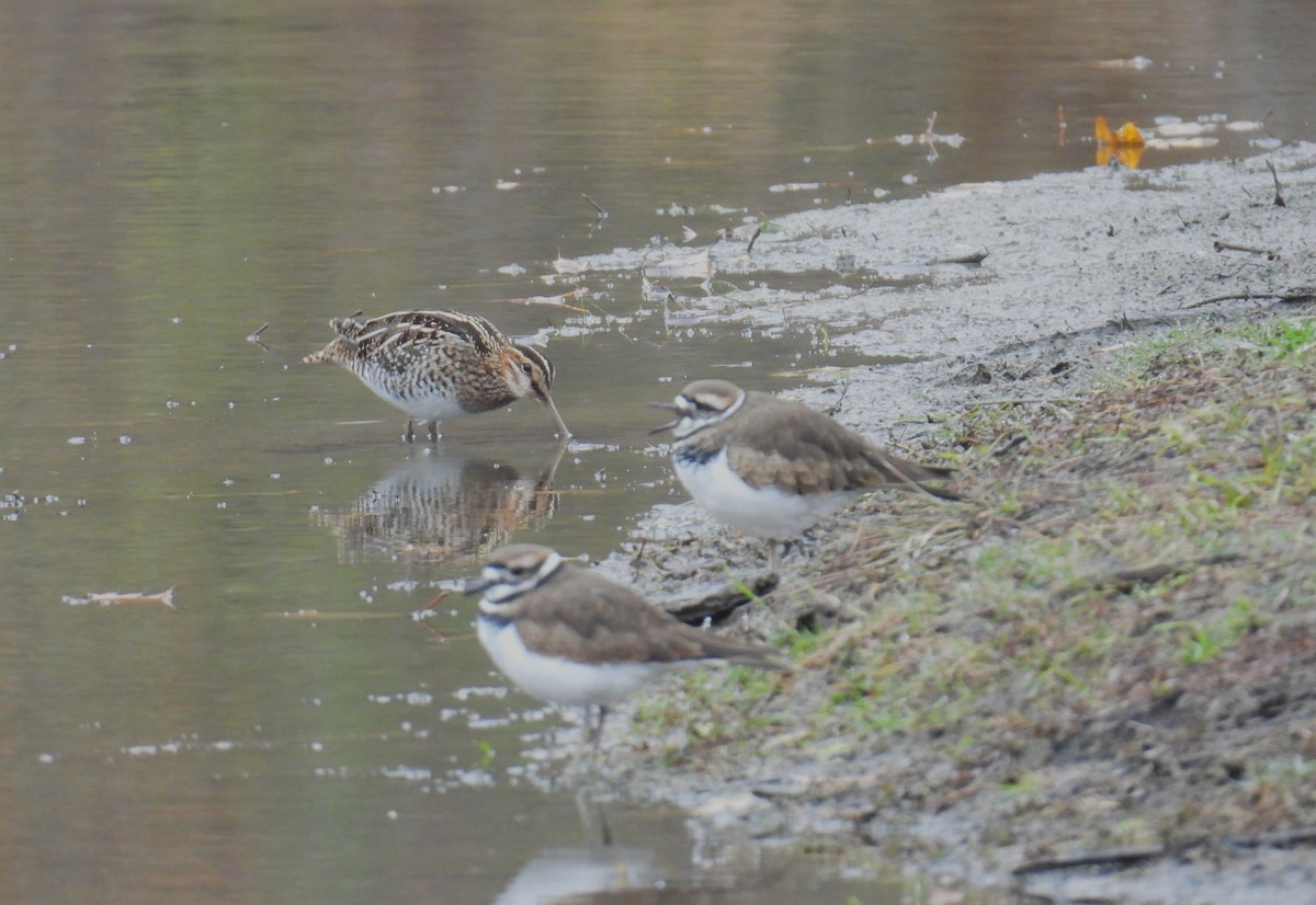 Wilson's Snipe - ML645213087