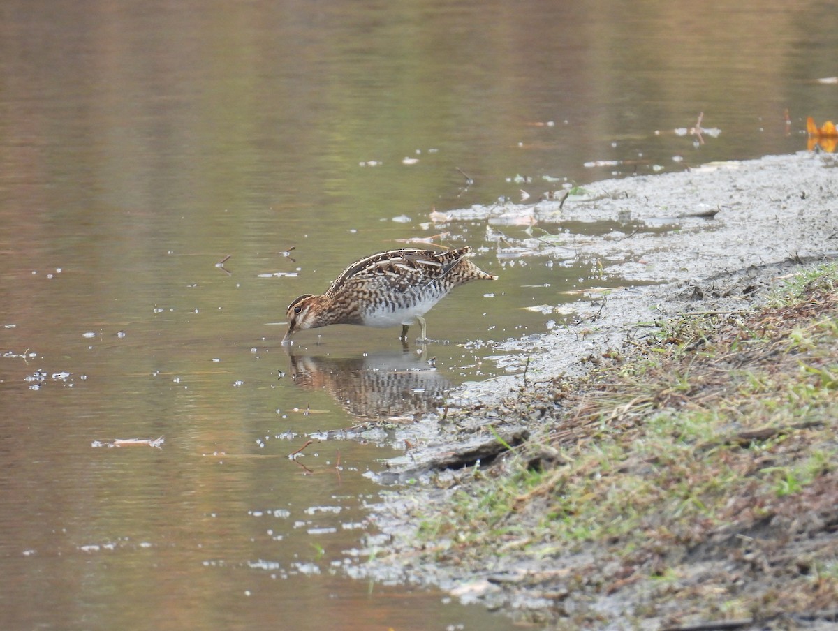 Wilson's Snipe - ML645213089