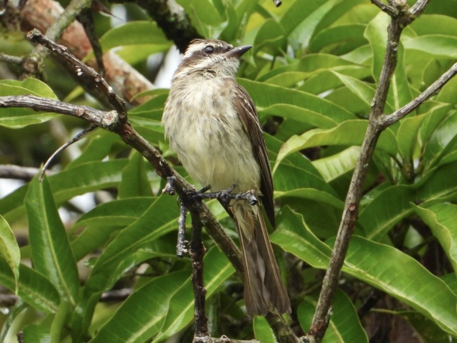 Piratic Flycatcher - ML645213105