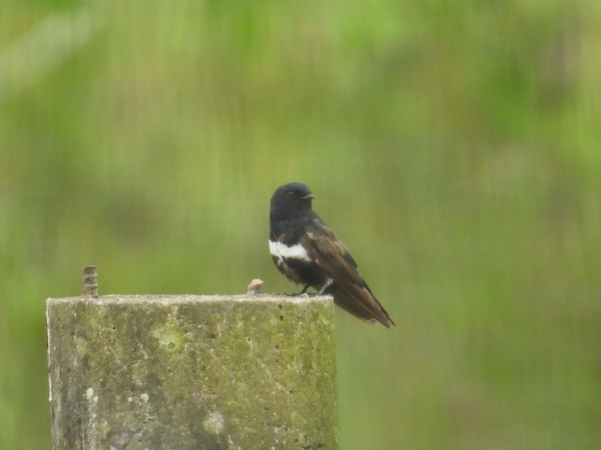 Ластівка білосмуга - ML645213117