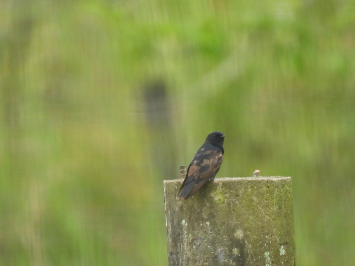 Ластівка білосмуга - ML645213118