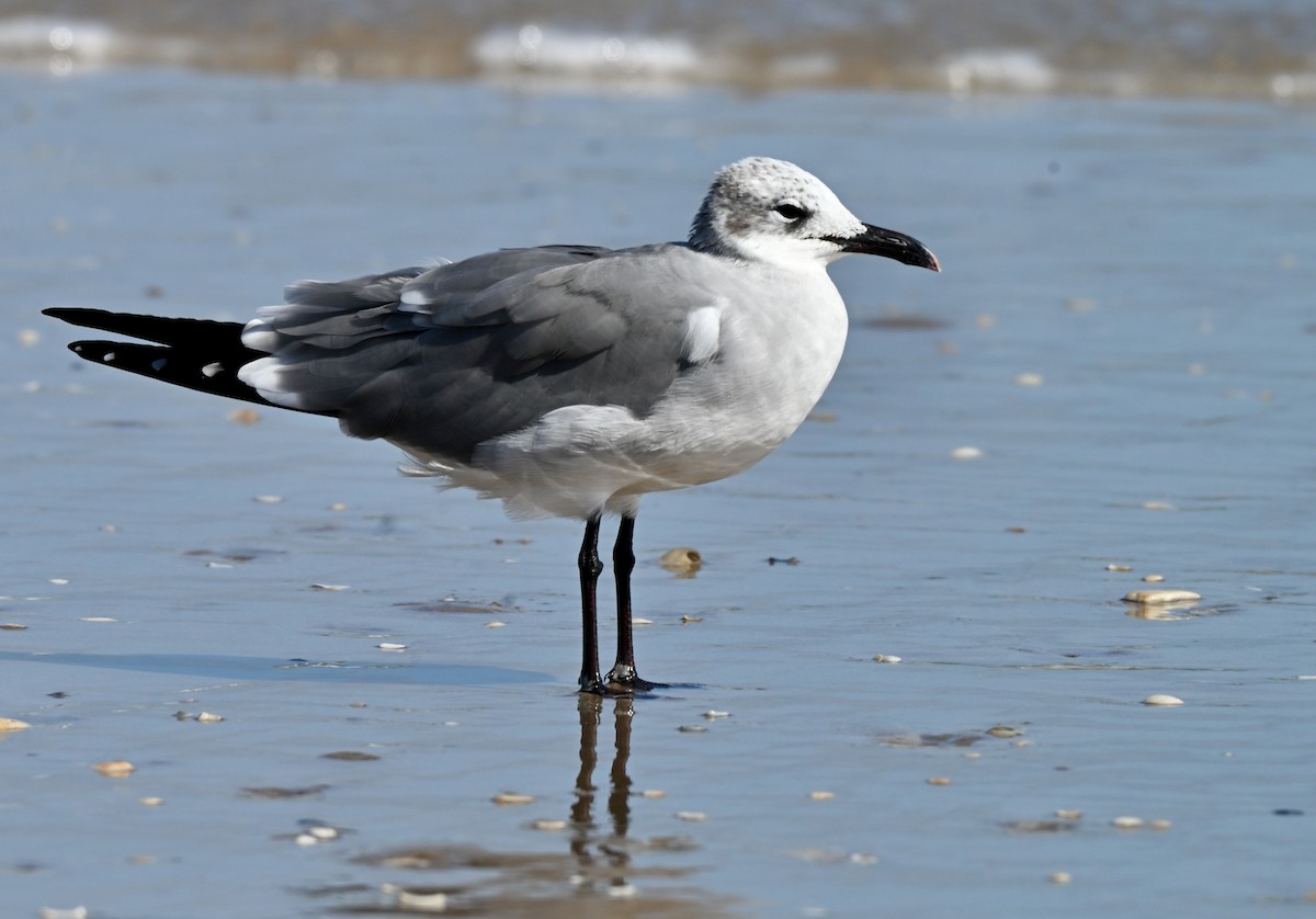 Ацтекская чайка - ML645213135