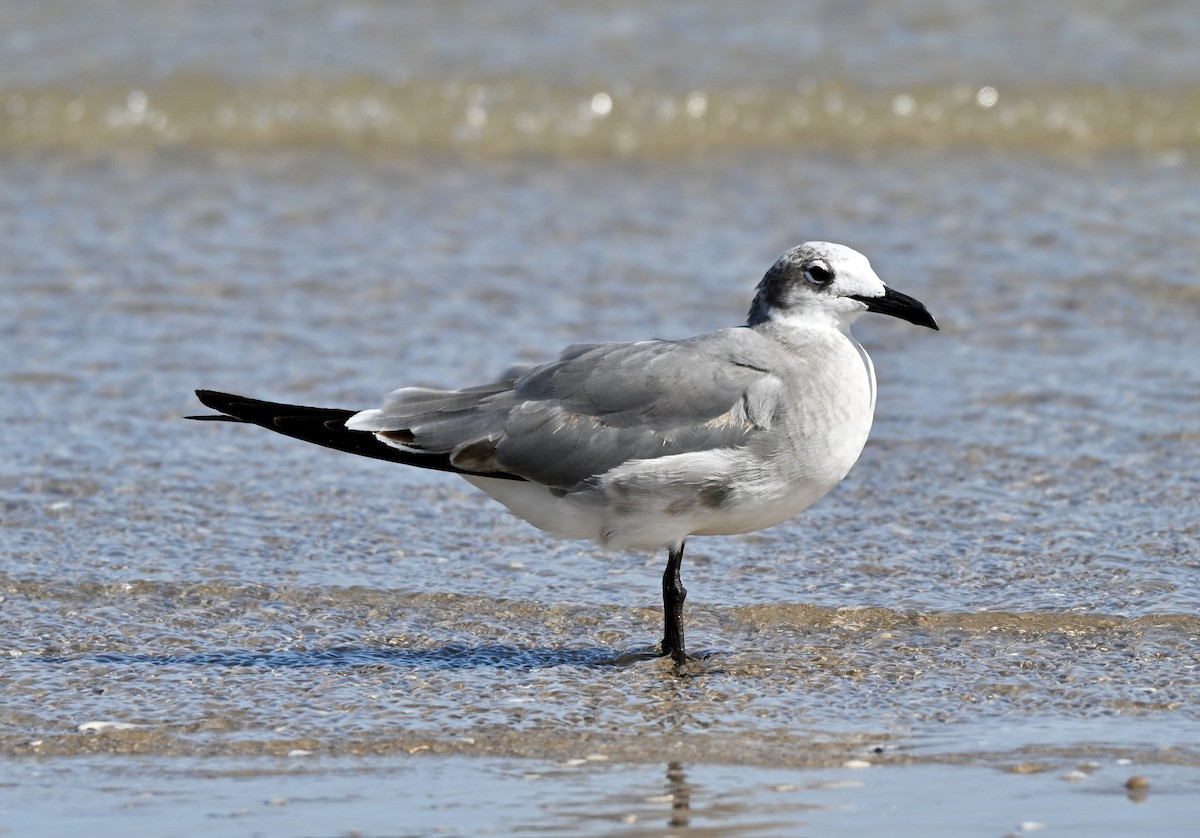 Ацтекская чайка - ML645213136