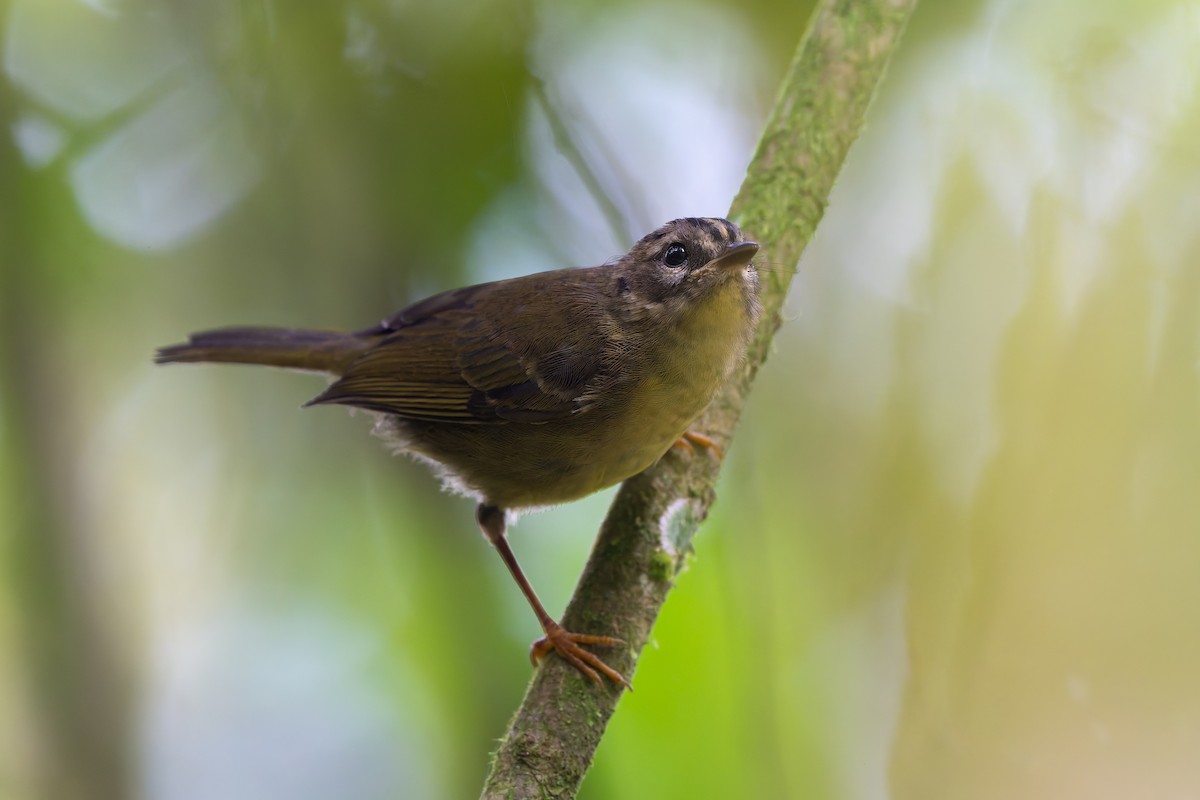 Коронник смугастоголовий - ML645213138