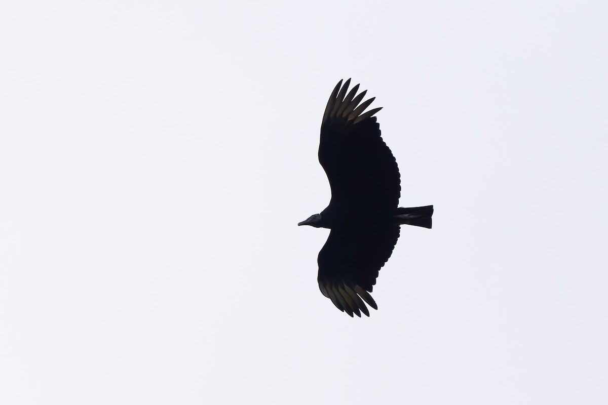 Чёрная катарта - ML645213139