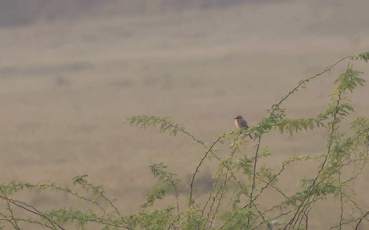 isabellavarsler - ML645213143