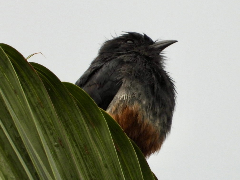 Swallow-winged Puffbird - ML645213147