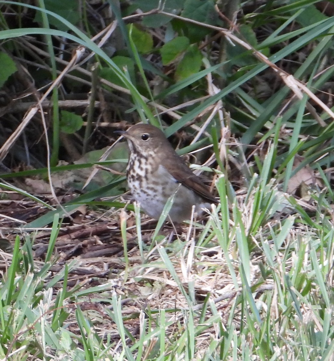 Hermit Thrush - ML645213151