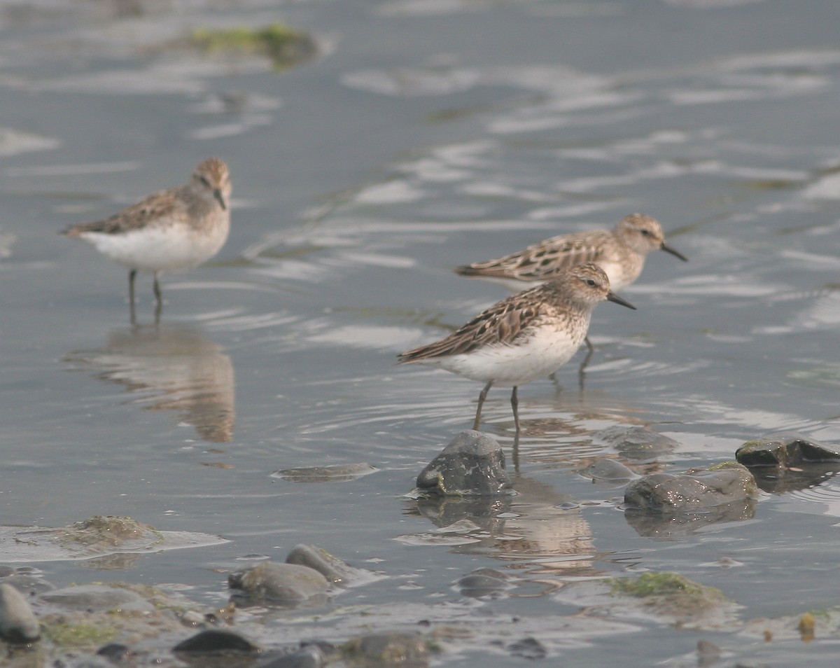 Semipalmated Sandpiper - ML645213174