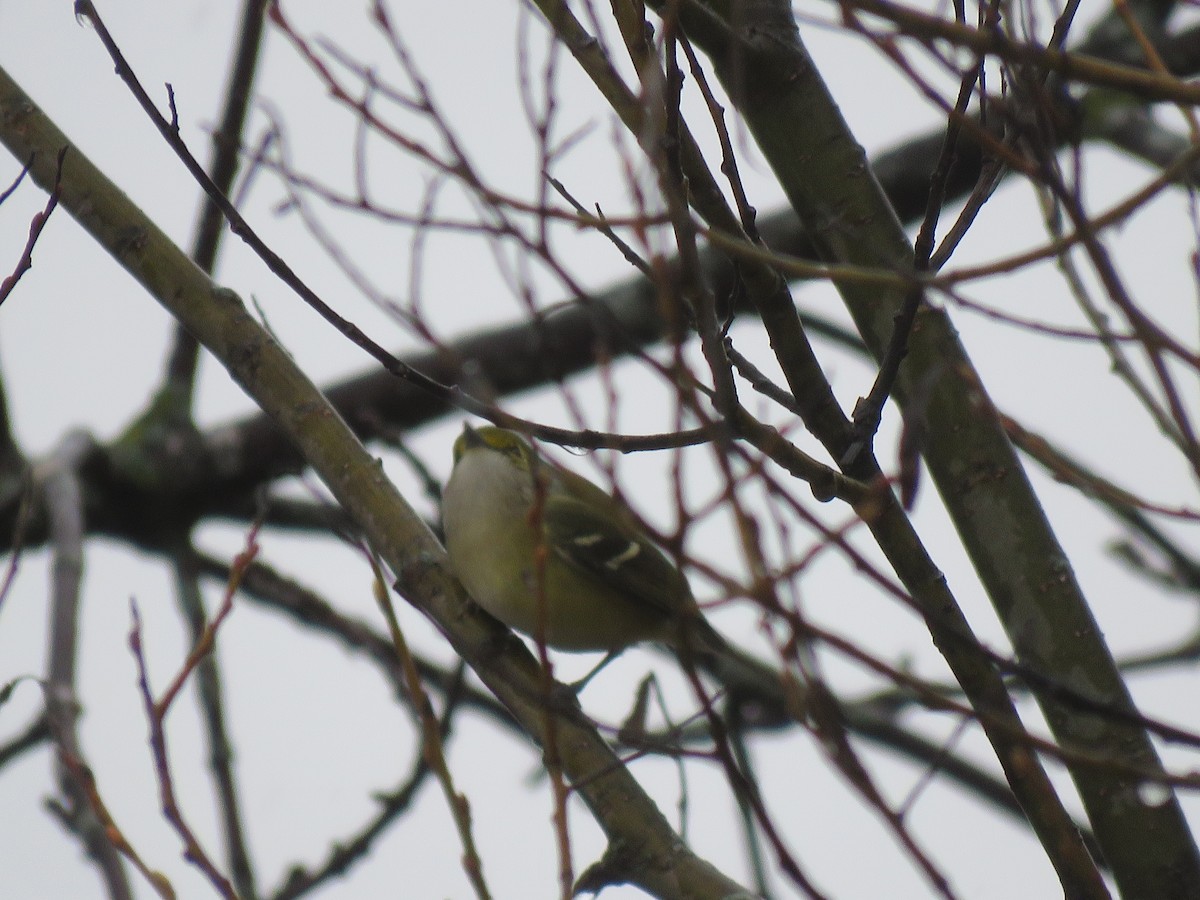 Weißaugenvireo - ML645213179