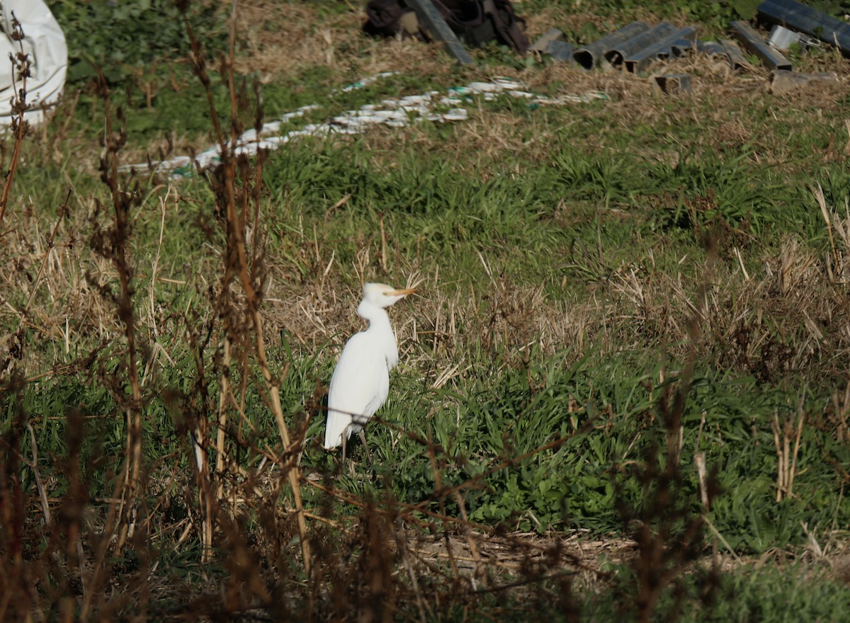 Western Cattle-Egret - ML645213180
