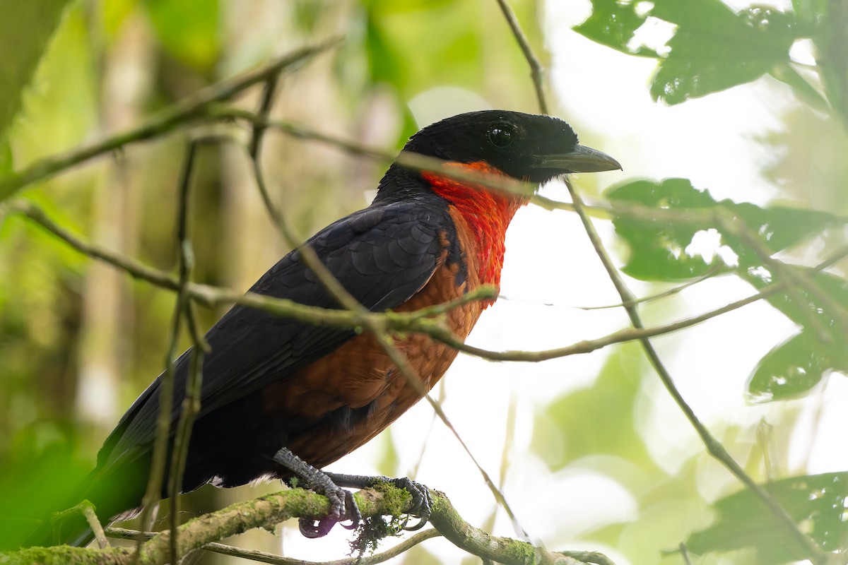 Red-ruffed Fruitcrow - ML645213196