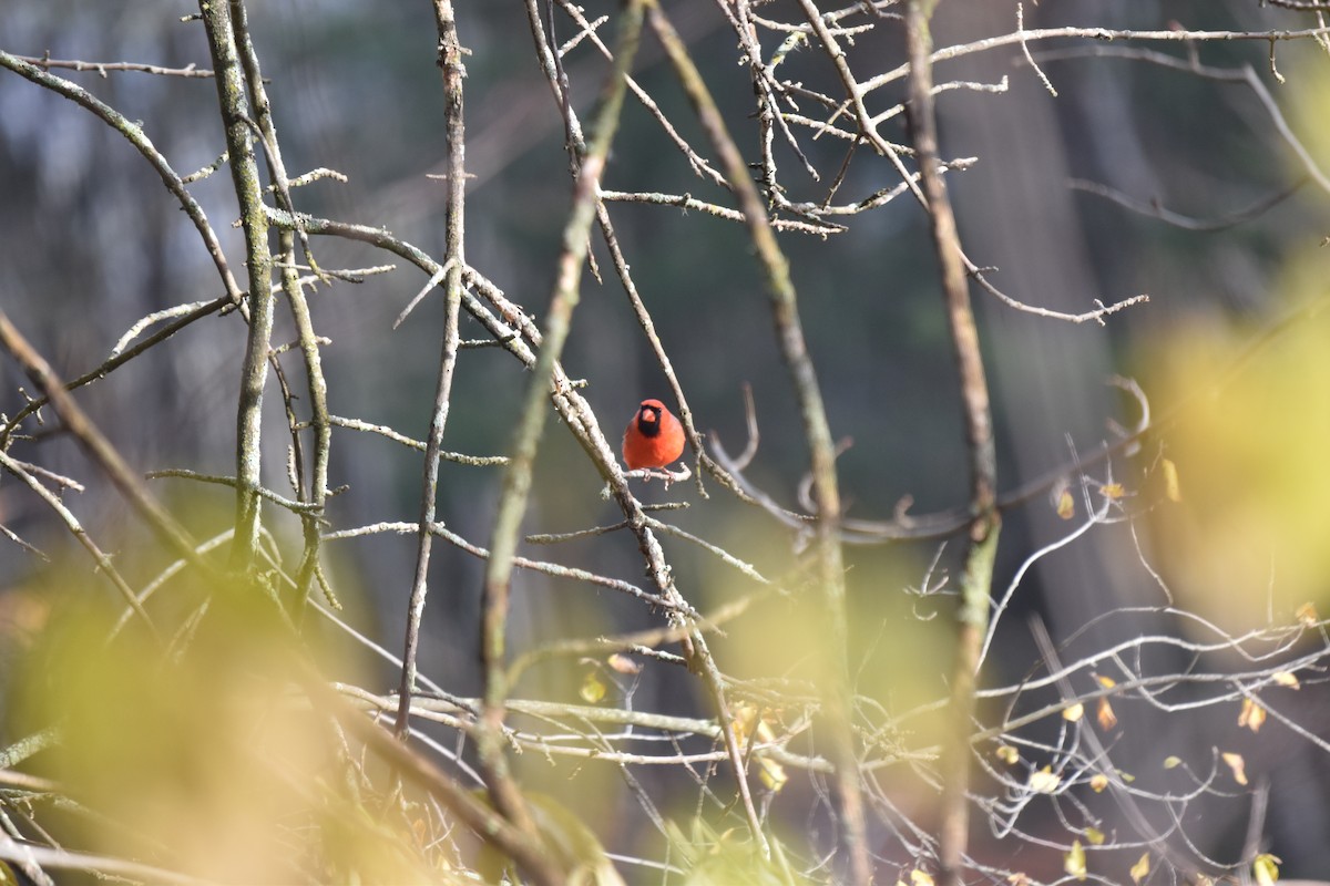 Красный кардинал - ML645213208