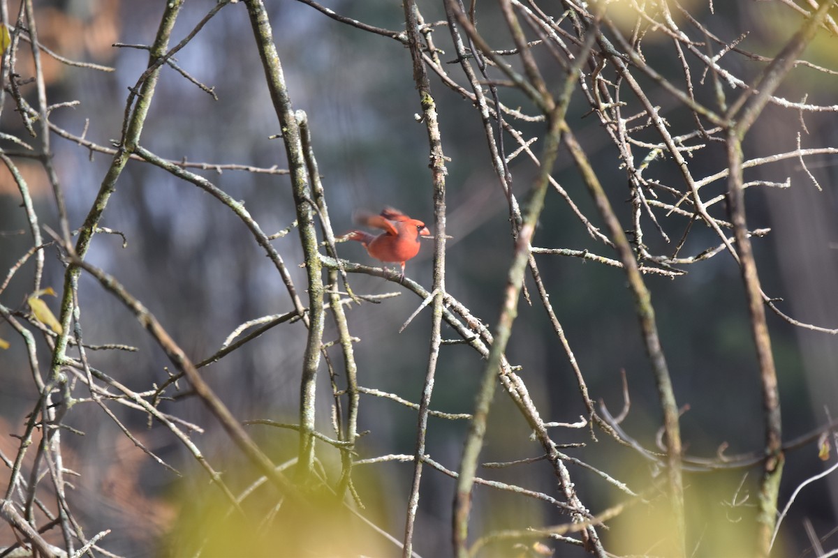 Красный кардинал - ML645213210
