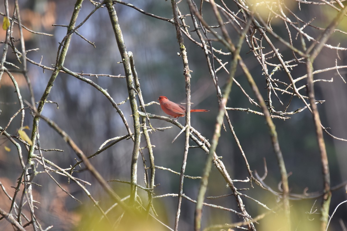 Красный кардинал - ML645213211