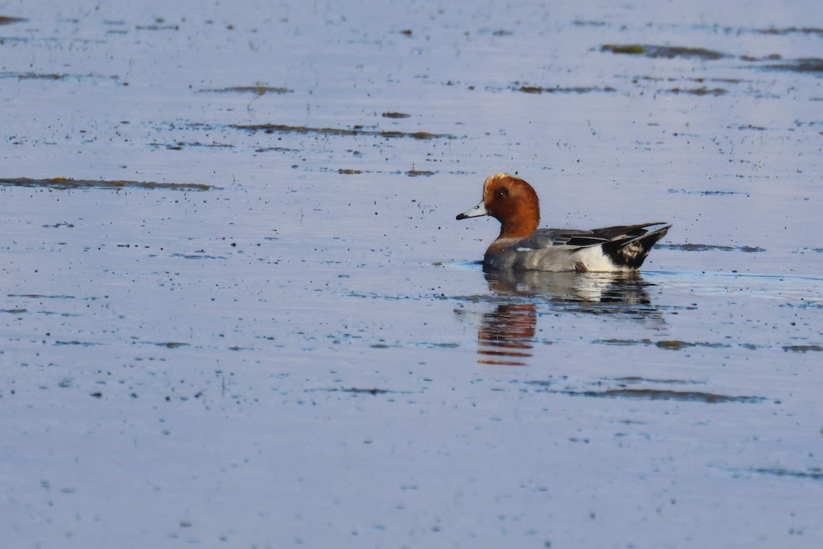 Свищ євразійський - ML645213226