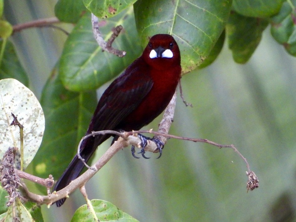 Silver-beaked Tanager - ML645213260