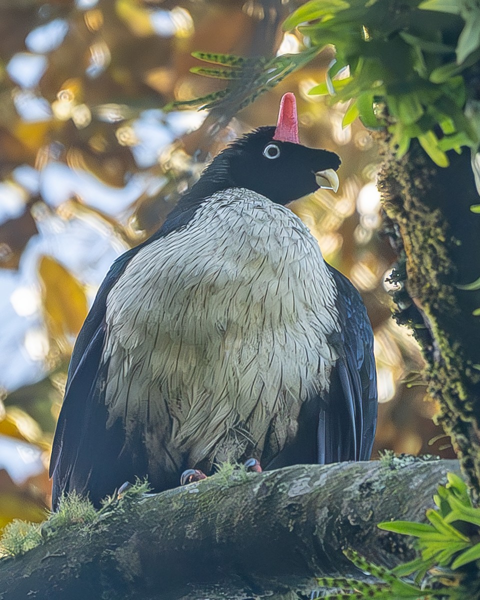 Horned Guan - ML645213271