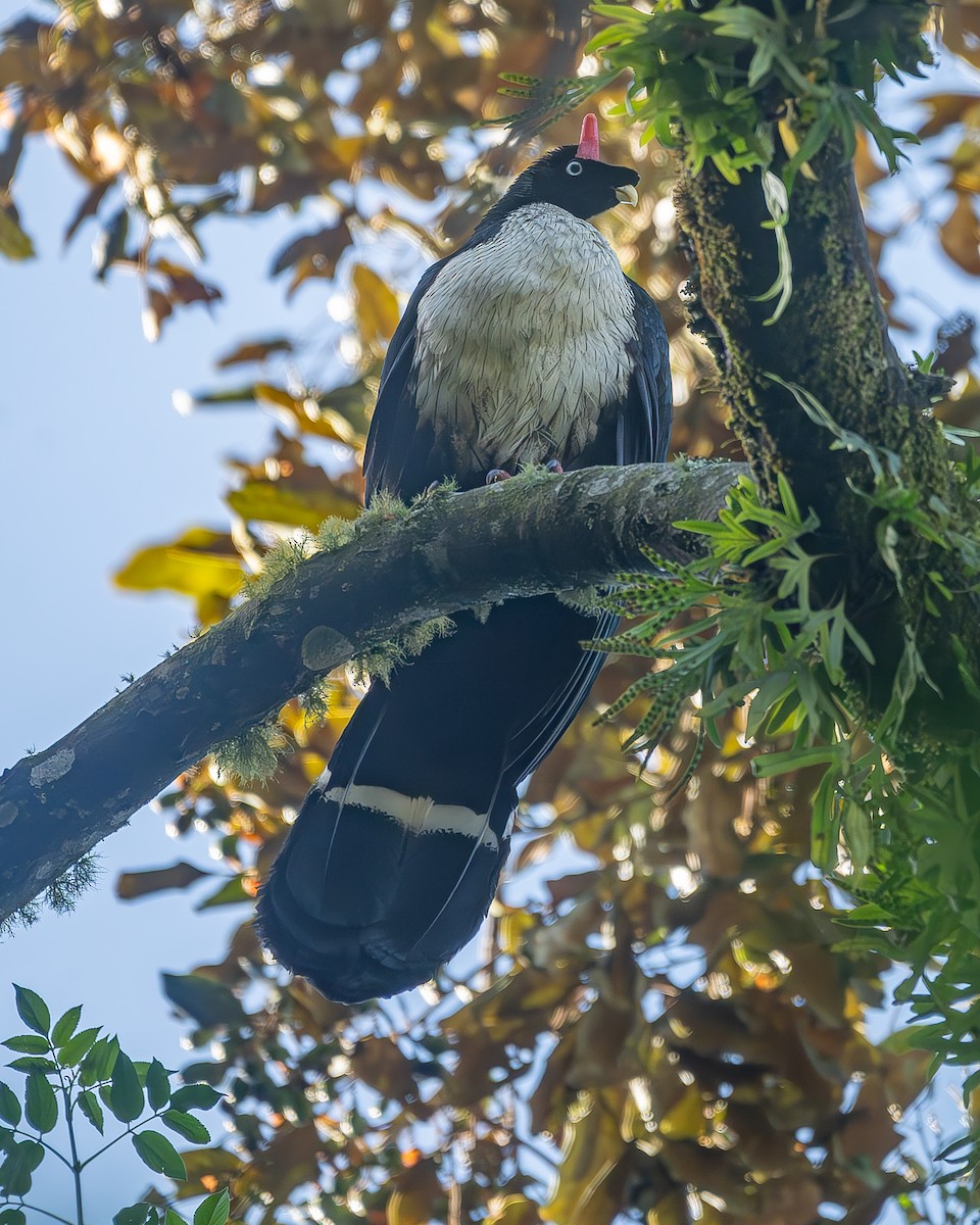 Horned Guan - ML645213273