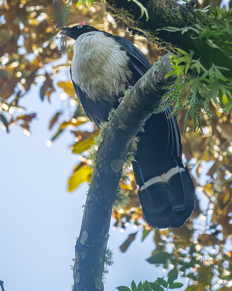 Horned Guan - ML645213274