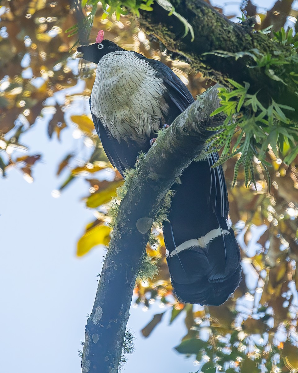 Horned Guan - ML645213275