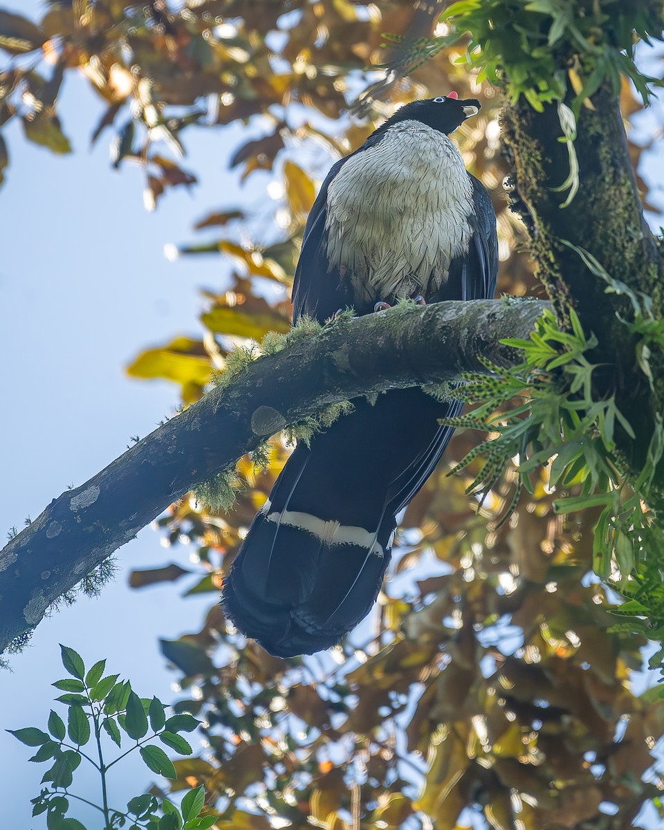 Horned Guan - ML645213276