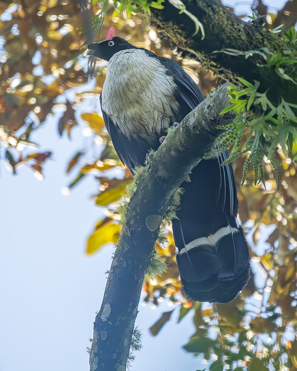 Horned Guan - ML645213277