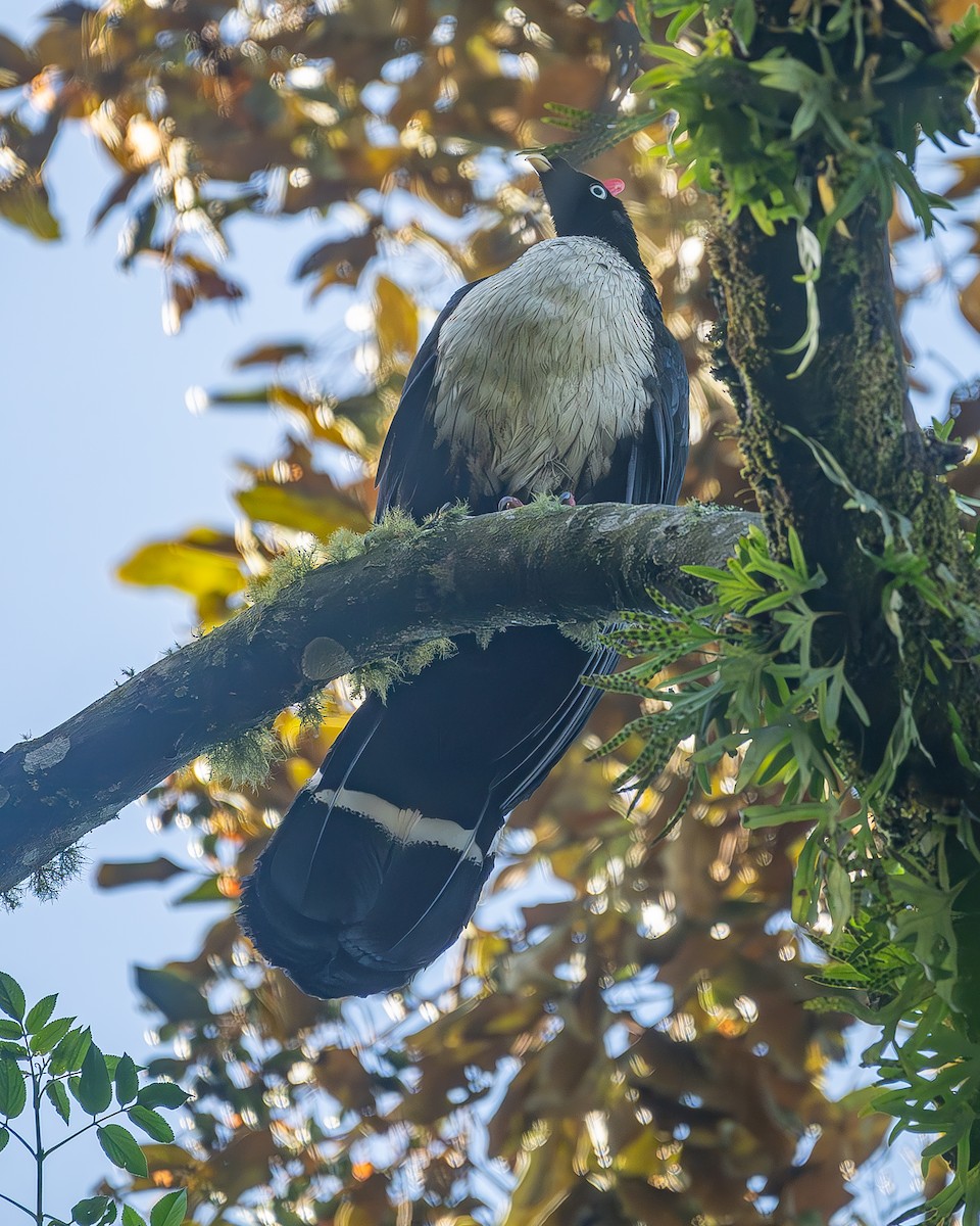 Horned Guan - ML645213279