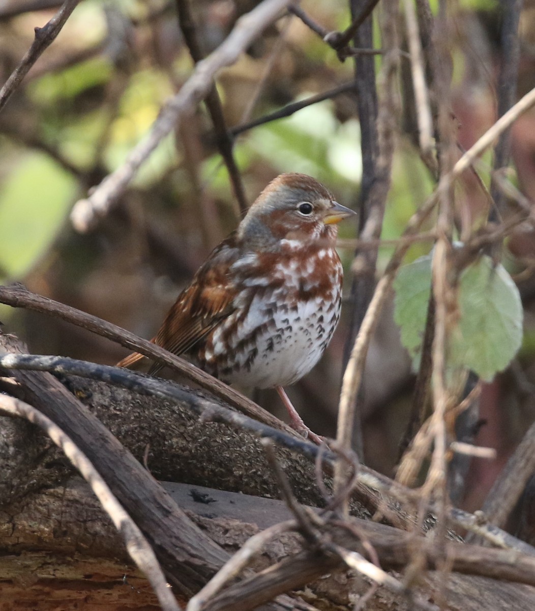 Fuchsammer - ML645213292