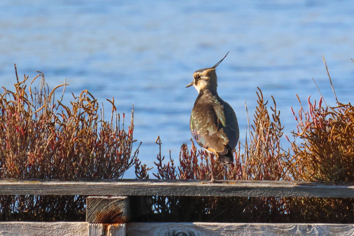 Чайка чубата - ML645213294