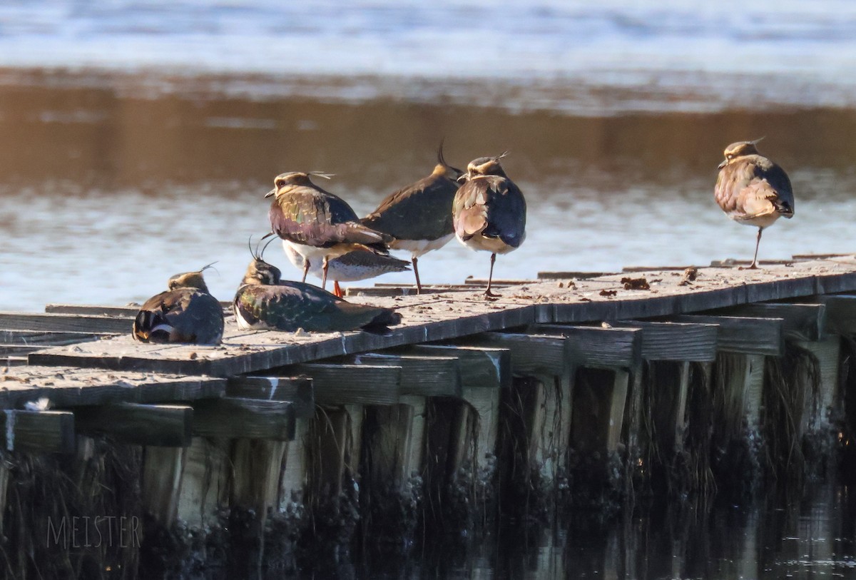 Чайка чубата - ML645213295