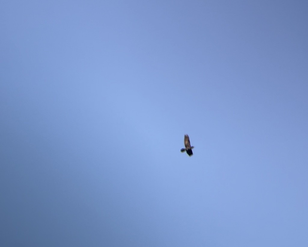 Erroi handia - ML645213296