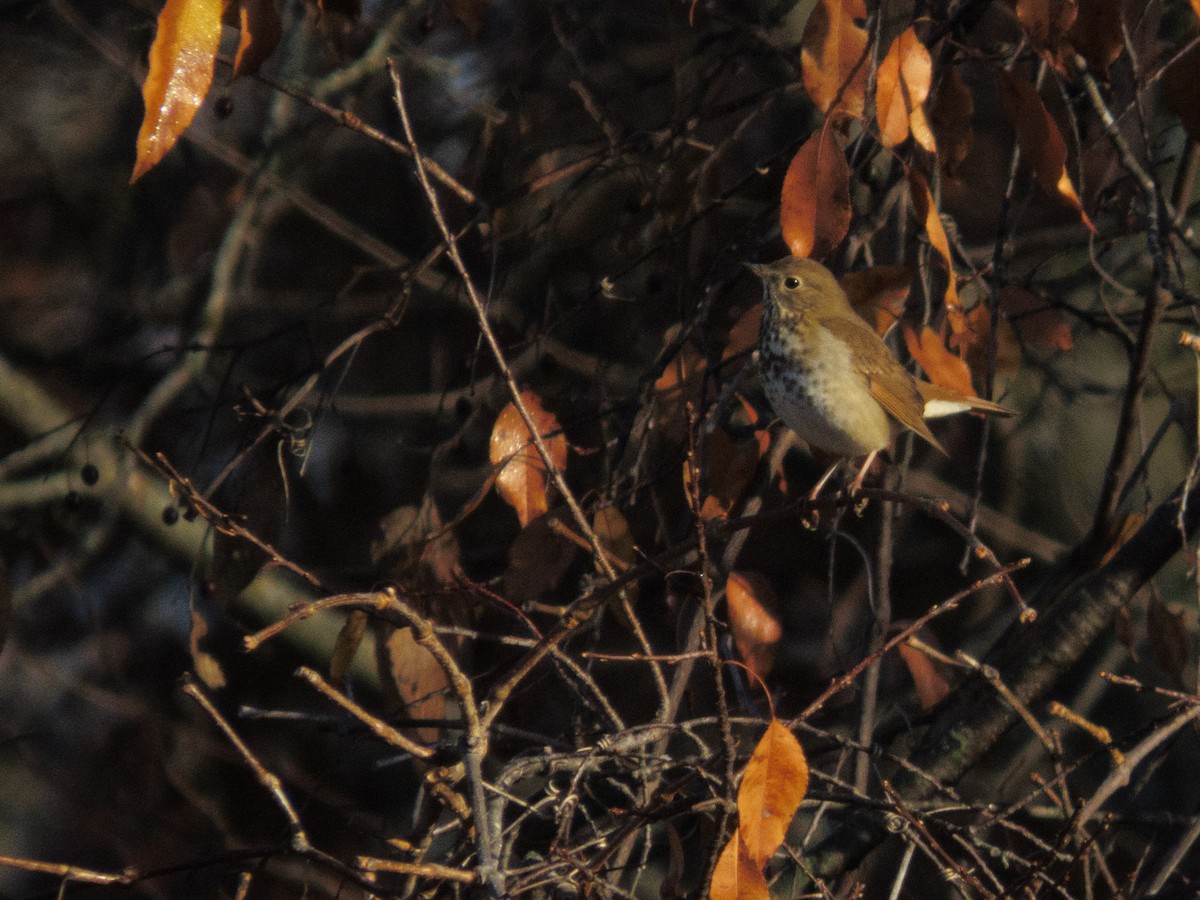 Hermit Thrush - ML645213297