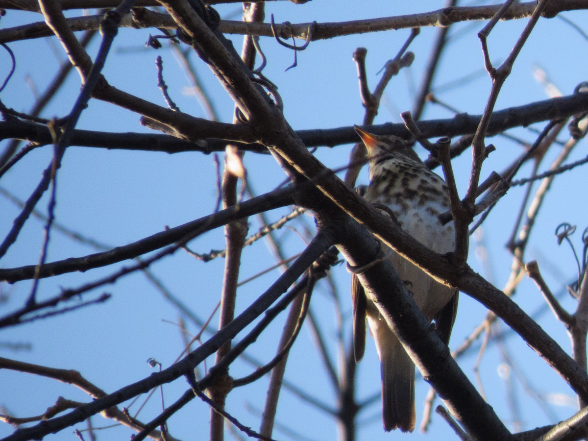 Hermit Thrush - ML645213298
