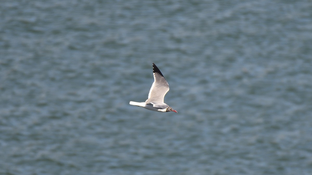 Ацтекская чайка - ML645213310